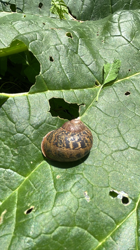 Garden Snail