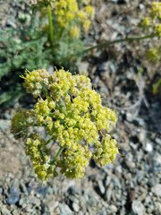 Lomatium dasycarpum dasycarpum