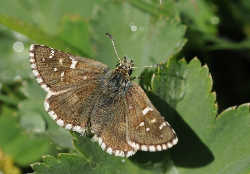 Large Grizzled Skipper