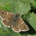 Large Grizzled Skipper - Photo (c) Zeynel Cebeci, some rights reserved (CC BY-SA)