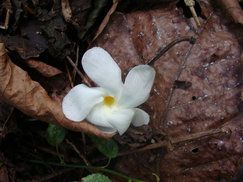Image of Tabernaemontana litoralis by (c) Alexis López Hernández, some rights reserved (CC BY)