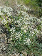 Lomatium dasycarpum dasycarpum