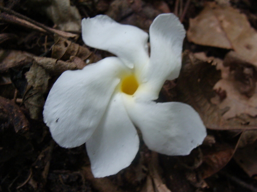 Image of Tabernaemontana litoralis by (c) Alexis López Hernández, some rights reserved (CC BY)