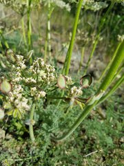 Lomatium dasycarpum dasycarpum