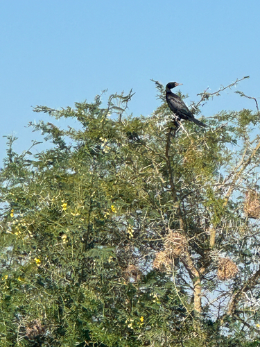 iNaturalist image