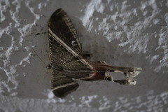 Lepidoptera