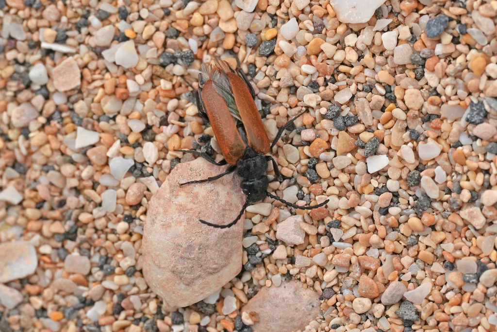 Sitarobrachys thoracica