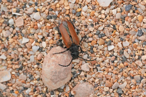 Sitarobrachys thoracica