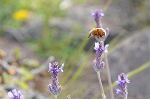 Anthophora porphyrea