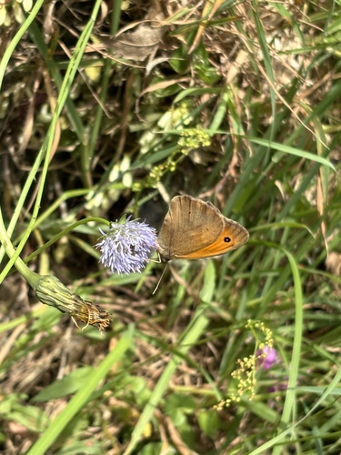 Meadow Brown