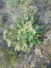 Phacelia imbricata imbricata