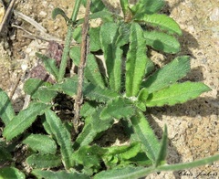 Wahlenbergia graniticola