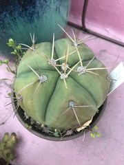 Gymnocalycium