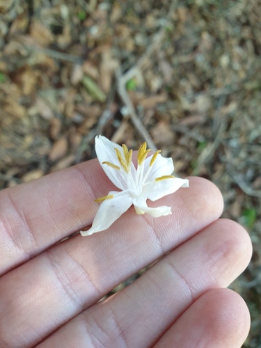 Styrax obassia, photograph 5
