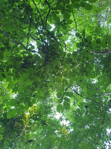 Styrax obassia, photograph 6