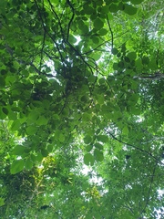 Styrax obassia, photograph author not stated, no rights reserved