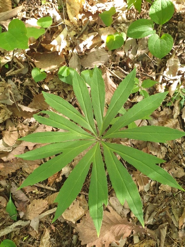 Syneilesis palmata, photograph 6