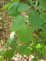 author not stated, no rights reserved Styrax obassia, photograph author not stated, no rights reserved