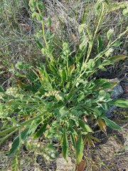 Phacelia imbricata imbricata