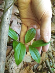 Disporum smilacinum, photograph author not stated, no rights reserved