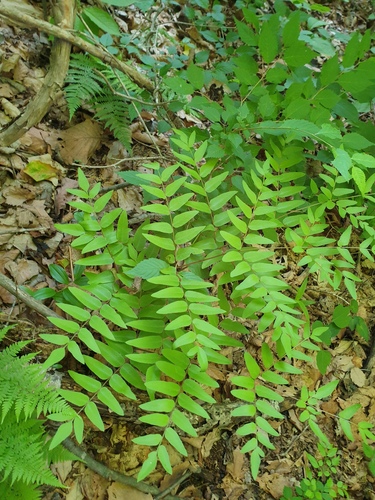 Osmunda japonica, photograph 1