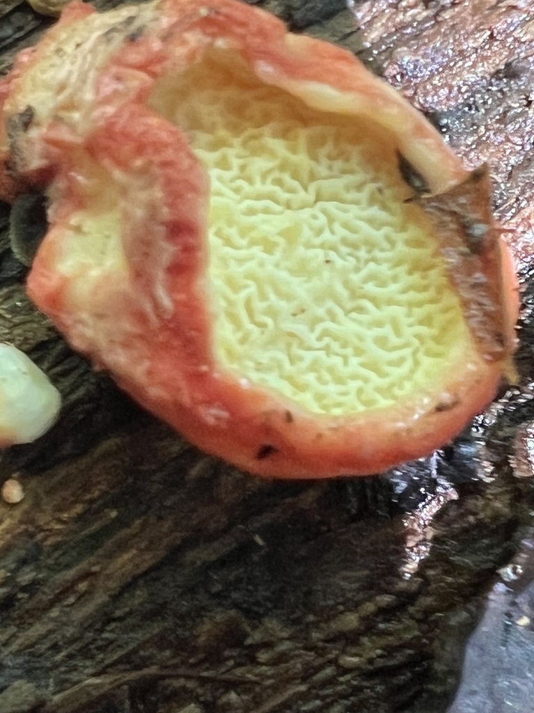 Coral-pink Merulius · May 2026 · photo: Photo: (c) Mark Richman, some rights reserved (CC BY) · iNaturalist