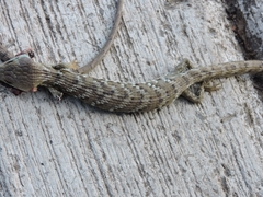 Gerrhonotus ophiurus