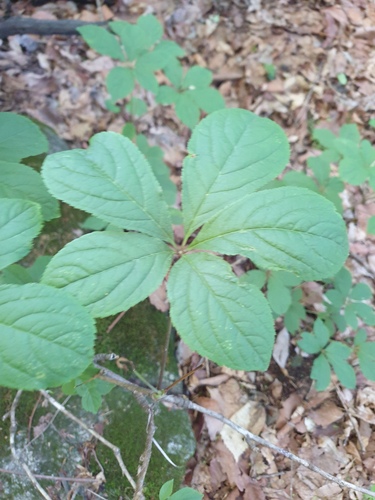 Eleutherococcus sessiliflorus, photograph 5