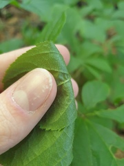 author not stated, no rights reserved Eleutherococcus sessiliflorus, photograph author not stated, no rights reserved