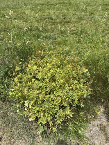 Greater celandine