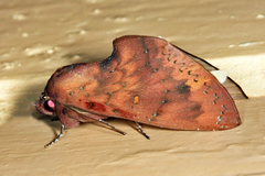 Hapigia aymara