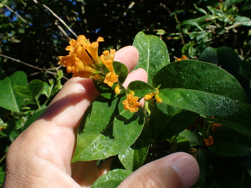 Cestrum aurantiacum