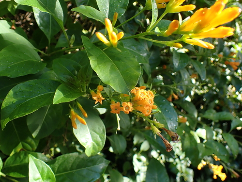 Cestrum aurantiacum