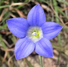 Wahlenbergia graniticola