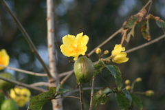 Cochlospermum vitifolium