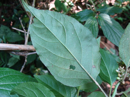 Image of Chamissoa altissima by (c) Alexis López Hernández, some rights reserved (CC BY)