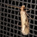 Brown-blotched Amydria Moth - Photo (c) Anita Gould, some rights reserved (CC BY-NC), uploaded by Anita Gould