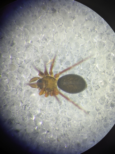 Agyneta subtilis