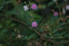 Mimosa albida