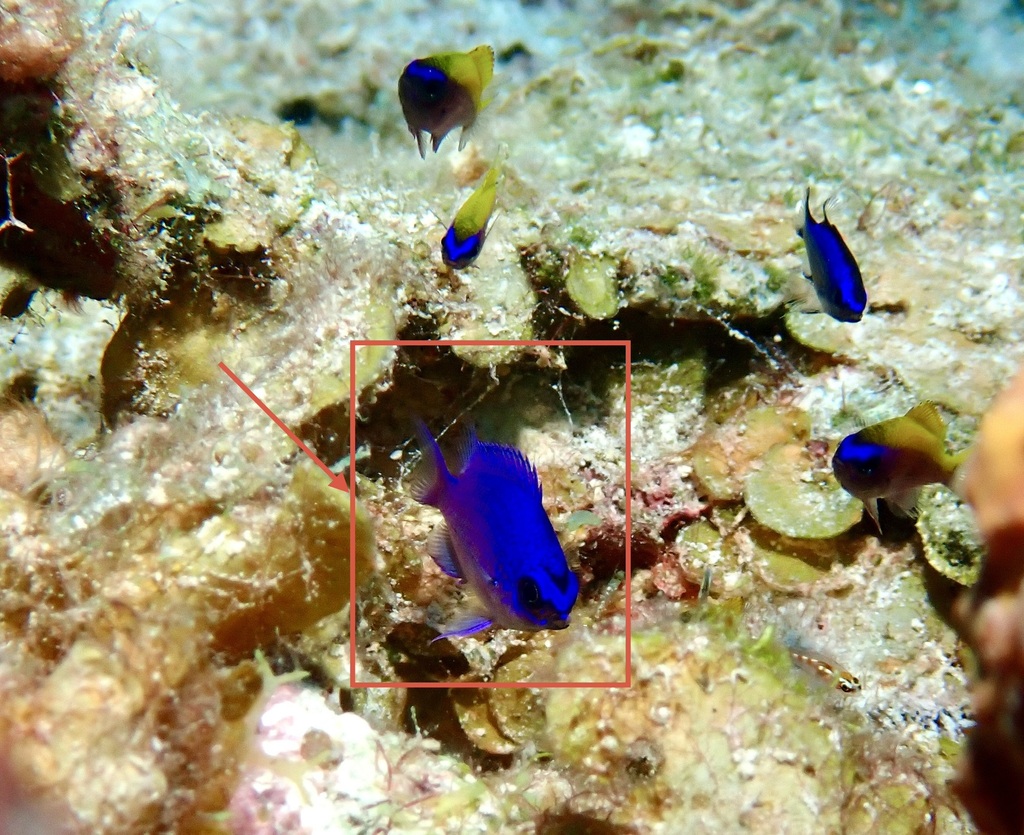 Purple chromis (Chromis scotti) — Pomacentridae