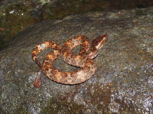 Craspedocephalus puniceus, 2026-05-29