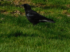 Corvus brachyrhynchos
