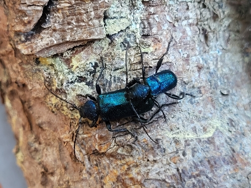Violet tanbark beetle