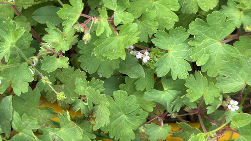 Roundleaf geranium