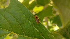 Pselliopus latispina