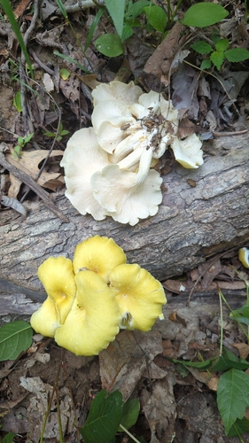 Golden Oyster Mushroom