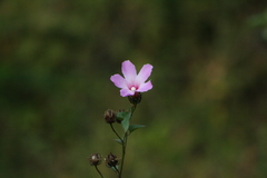 Hibiscus costatus