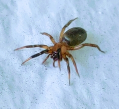 Drassyllus