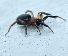 Drassyllus