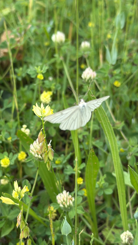 Black-veined Moth